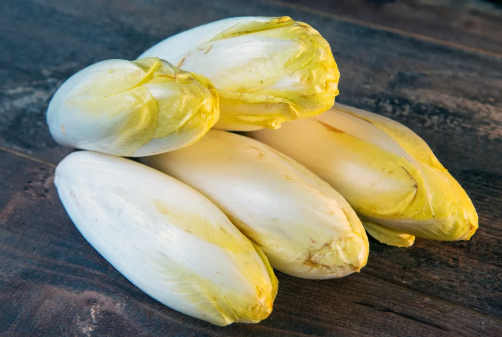 Endives crues pour la préparation